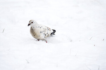 Portrait of white dove on snow