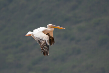 White pelican, Pelecanus onocrotalus, in Lake Kerkini, Greece. Pelicans on blue water surface. Wildlife scene from Europe nature. Bird mountain background. Birds with long orange bills.