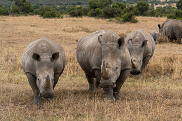 Fototapeta premium White Rhinoceros Ceratotherium simum Square-lipped Rhinoceros at Khama Rhino Sanctuary Kenya Africa.