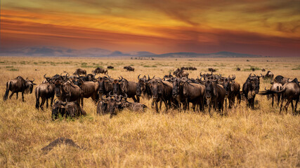 Wildebeest migration, Serengeti National Park, Tanzania, Africa