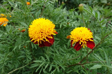 Pair of yellow and red flower heads of Tagetes patula in July