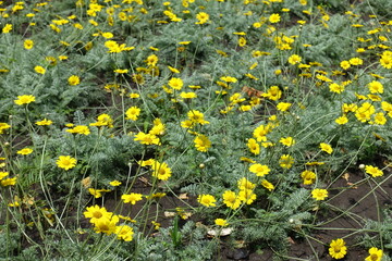 Multiple yellow flowers of Cota tinctoria Kelwayi in mid June