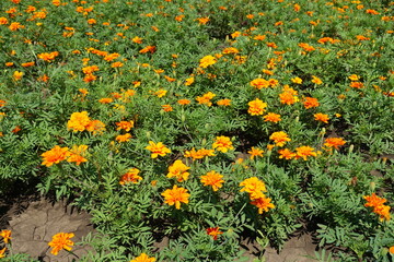 Pseudanthiums of bright orange Tagetes patula in June