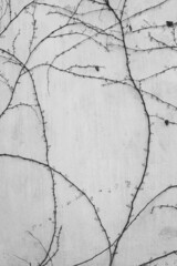 branches of thin ivy on the wall - black and white photo