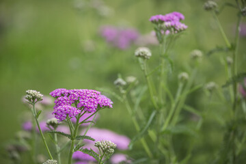 Pink Yarrow Summerflowers Across Green