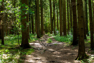Naklejka premium A beautiful forest on a spring day, Trees