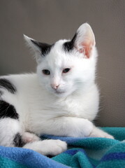 portrait chaton blanc et noir , adorable