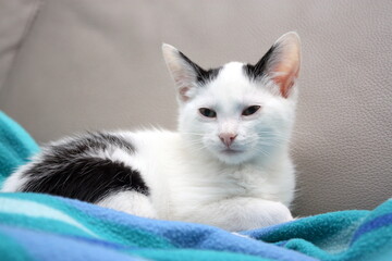 portrait chaton blanc et noir , adorable