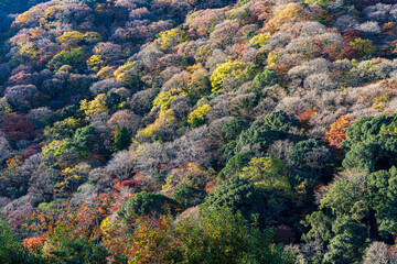 京都 - 【嵐山の紅葉】