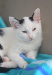 Fototapeta na wymiar portrait chaton blanc et noir , adorable