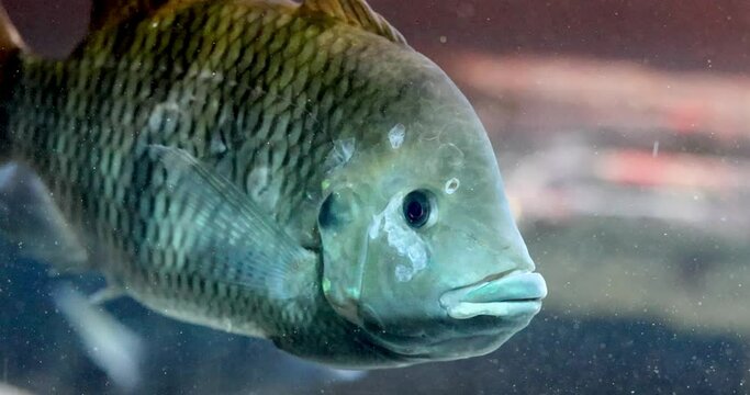 Labeotropheus fuelleborni, also known as the blue mbuna, is an East African species of cichlid from the Malawi lakes. High quality 4k footage