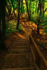 vertical photography of wood land dirt trail with hand made rustic stairs foot path object in outskirts environment space, soft focus