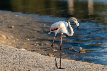Flamingos at Ras al Khor Natural reserve, located in Dubai, United Arab Emirates. 