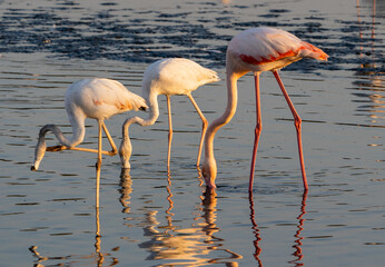 Flamingos at Ras al Khor Natural reserve, located in Dubai, United Arab Emirates. 