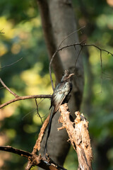 Fototapeta premium A rocket tailed drango perched on a tree branch inside Pench tiger reserve during a wildlife safari