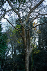 trees in the forest