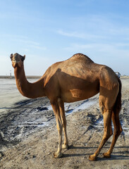 camel on the beach with beautiful background. 