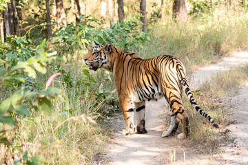 Naklejka na ściany i meble A female tigress walking head-on towards the photographer inside Pench tiger reserve during a wildlife safari