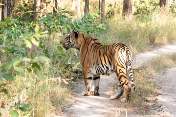 A female tigress walking head-on towards the photographer inside Pench tiger reserve during a wildlife safari