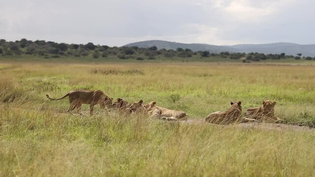 wild lion pride in African savanna. High quality FullHD footage