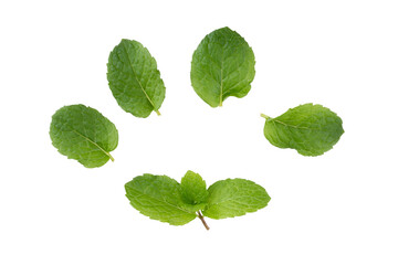 Green Mint leaves isolated on a white background