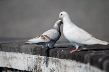 white dove on a rock
