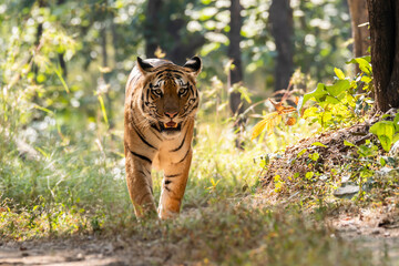 A female tigress walking head-on towards the photographer inside Pench tiger reserve during a...