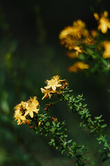  yellow flowers