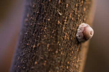 little parasite in a tree stick, macro photography. Buenos Aires, Argentina
