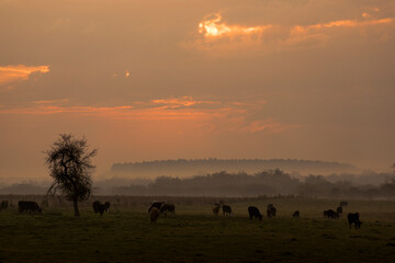 Cows eating grass at sunset in Argentina´s countryside, pampa húmeda, Buenos Aires.
