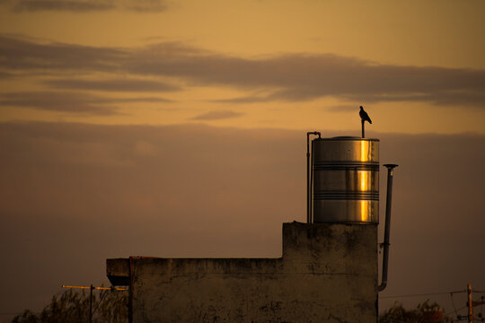 Metal water tank at the roof of a house and a pigeon at the afternoon with orange sky. Buenos Aires, Argentina
