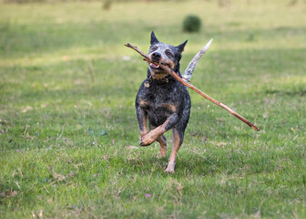 Female Australian Cattle Dog (Blue heeler) running towards camera bringing a stick, playing fetch