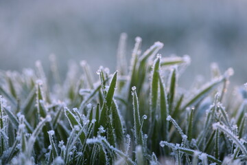 Close-up on grass with frpzen dew.