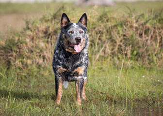 Young male Australian Cattle Dog (Blue heeler) standing in grass field facing the camera