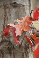 Fototapeta premium red maple leaves