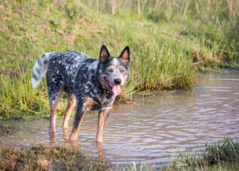 Young male Australian Cattle Dog (Blue heeler) standing in a pond looking at the camera