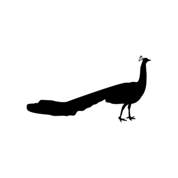 recommend clip art: Black silhouette of peacock isolated on white background
