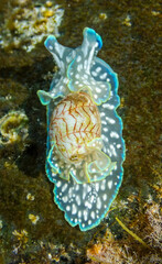 Close-up view of the sea snail Miniature Melo (Micromelo undatus) in shallow waters near La Maceta (El Hierro, Canary Islands) 