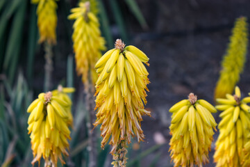 Kniphofia yellow red hot poker flowers in a garden