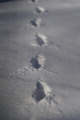 Footprint of animal on snow