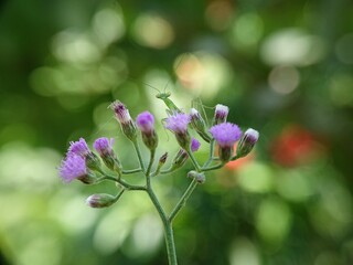 flower of a flower