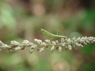 grasshopper on the grass