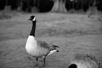single canada goose walking on the grass