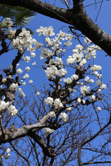 木蓮の白い花