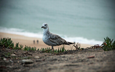 A seagull off the coast of Nazaré, Portugal