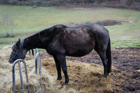 5 449 Best Cheval Noir Images Stock Photos Vectors Adobe Stock