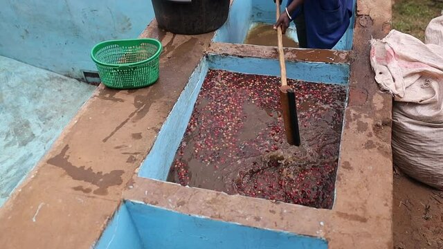 workers are picking out bad coffee beans on washing station. High quality FullHD footage