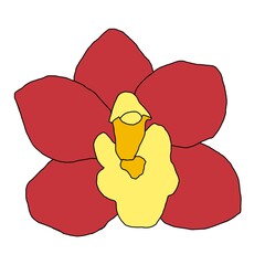 red orchid flower. orchid flower illustration. minimal flower 