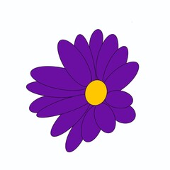 Open purple chamomile flower