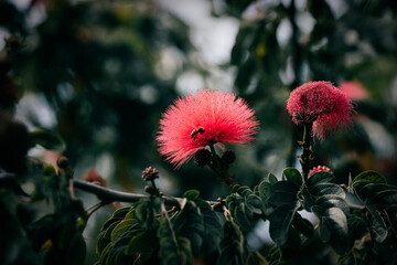 Selective focus shot of red powder puff flowers in a forest